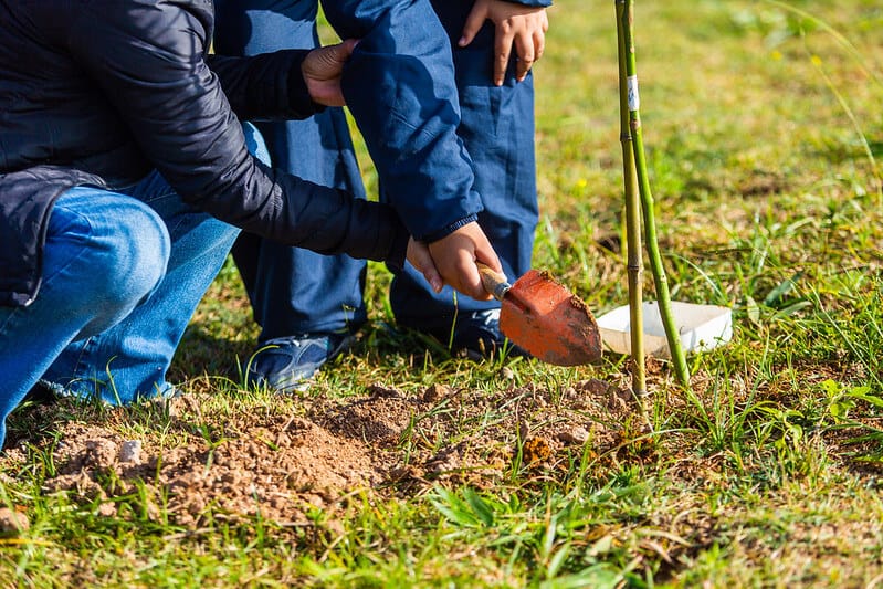 Itapevi distribui mudas gratuitas para incentivar o plantio de árvores nativas